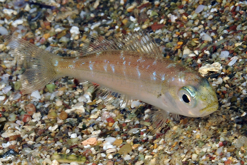 juvenile Pagellus bogaraveo